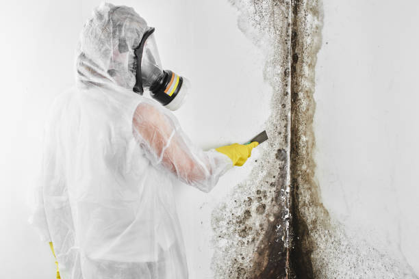  Battle Ground, WA Mold Removal Pros