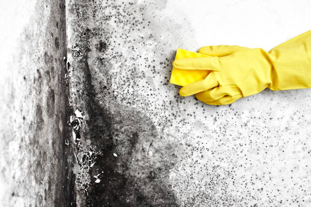 Best Mold Testing  in Battle Ground, WA
