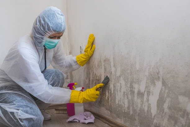 Best Mold Remediation  in Battle Ground, WA