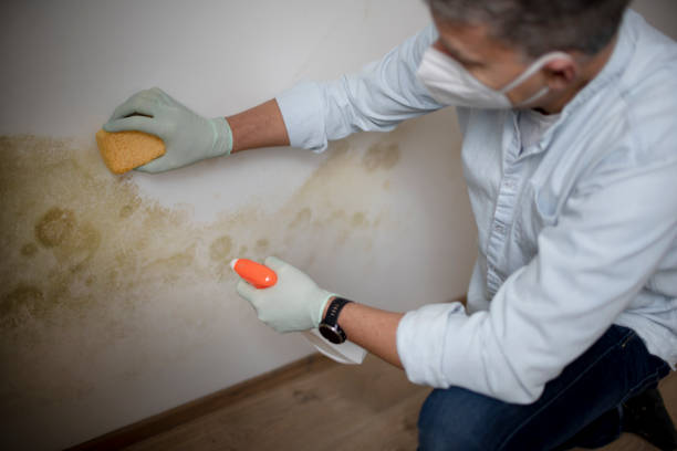 Best Commercial Mold Removal  in Battle Ground, WA