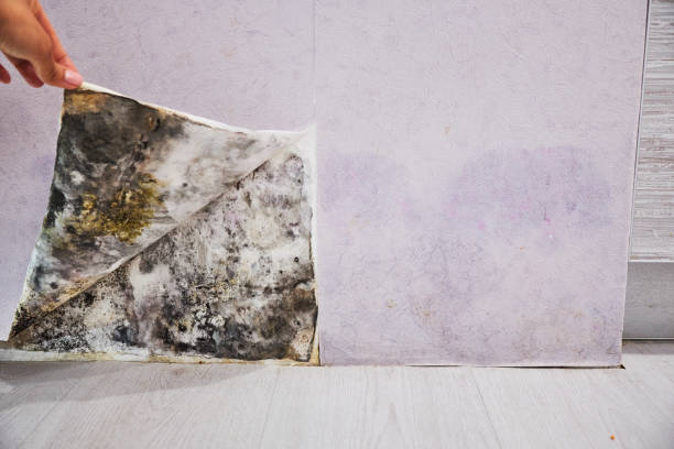 Best Mold Damage Repair  in Battle Ground, WA